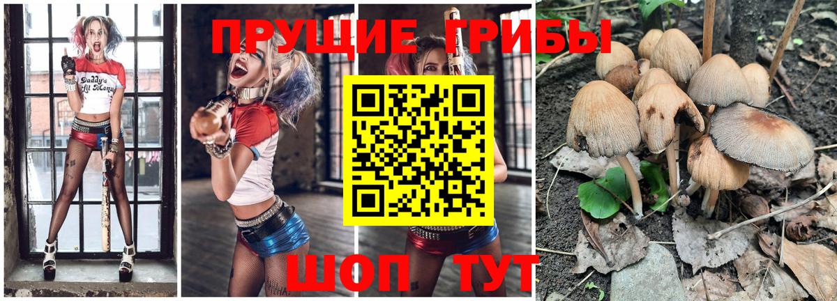 Псилоцибиновые грибы мицелий Алексеевка